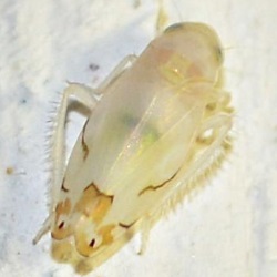 Eurhadina kirschbaumi
